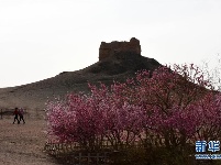 阳关古道桃花艳