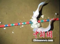深海7000米 “揭秘”超深渊食物链顶端的狮子鱼