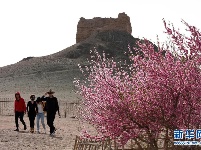 阳关古道桃花艳