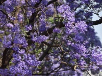 昆明蓝花楹盛开 吸引民众观赏
