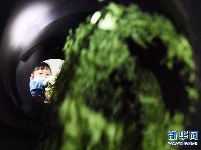贵州余庆：抢采“明前茶”
