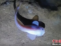 深海7000米 “揭秘”超深渊食物链顶端的狮子鱼