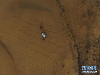 种植沙柳治沙漠