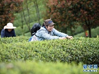 贵州余庆：抢采“明前茶”