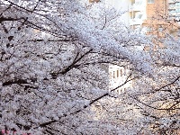 东京目黑川两岸樱花盛开