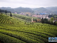 贵州余庆：抢采“明前茶”