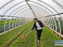 云南通海：天气转暖农事忙