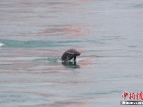 长江江豚湖北宜昌江段“逐浪戏水”