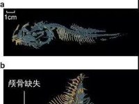 深海7000米 “揭秘”超深渊食物链顶端的狮子鱼