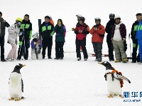 南极企鹅“游逛”室内滑雪场