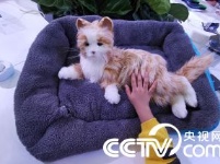 武汉：仿真猫亮相世界大健康博览会 萌翻众人