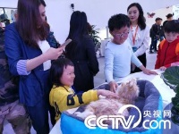 武汉：仿真猫亮相世界大健康博览会 萌翻众人