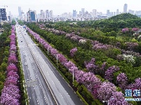 广西柳州：雨后洋紫荆别样美