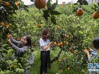 湖北秭归：脐橙花果飘香引客来