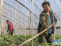 河北永清：精准帮扶助脱贫