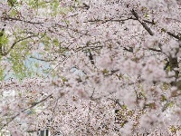春到太湖