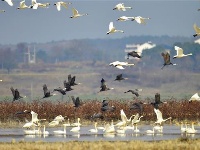 湖北5年新增受保护湿地面积470万余亩