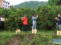 湖北秭归：脐橙花果飘香引客来