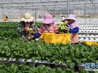 云南弥勒：高原特色蔬菜种植助农增收