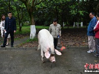 汶川地震“猪坚强”震后11年仍健在 相当人类80岁高龄
