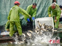 江西仙女湖投放逾200万斤鱼苗 增殖放流修复水产资源