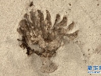 科学家发现寒武纪“化石宝库”清江生物群纪实