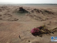 阳关古道桃花艳