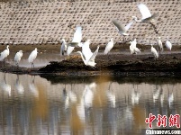 新疆托克逊县白杨河成候鸟天堂