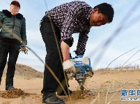 种植沙柳治沙漠