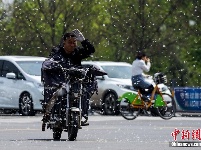 山西太原杨絮柳絮纷飞如雪