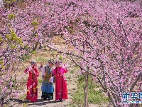 河北丰润：乐享桃花节