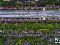 广西柳州：雨后洋紫荆别样美