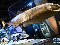 国家海洋博物馆5月1日试运行