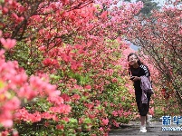 湖北麻城：杜鹃花海引客来