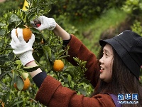 湖北秭归：脐橙花果飘香引客来