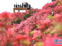 湖北麻城：杜鹃花海引客来