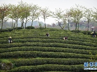 贵州余庆：抢采“明前茶”