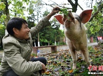 汶川地震“猪坚强”震后11年仍健在 相当人类80岁高龄