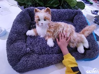 仿真猫亮相武汉世界大健康博览会 萌翻众人