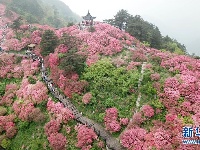 湖北麻城：杜鹃花海引客来