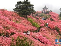 湖北麻城：杜鹃花海引客来