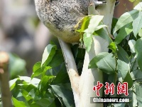 广州长隆考拉家族实现六代同堂