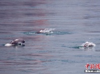 长江江豚湖北宜昌江段“逐浪戏水”