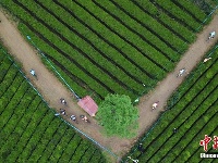 贵州湄潭：海内外自行车选手“茶海”竞技