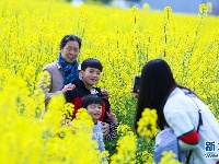 航拍武穴金色花海扮靓美丽乡村