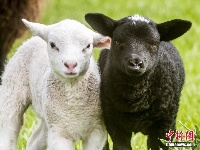 不怕分不清 英国黑色母羊产下双胞胎颜色一黑一白