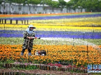 乡村花海引游人