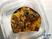 中国科学家在琥珀中发现史前海洋动物