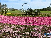 山东荣成：花开樱花湖