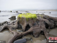 英国海滩遭巨浪冲刷 数千年前森林遗址重现人间